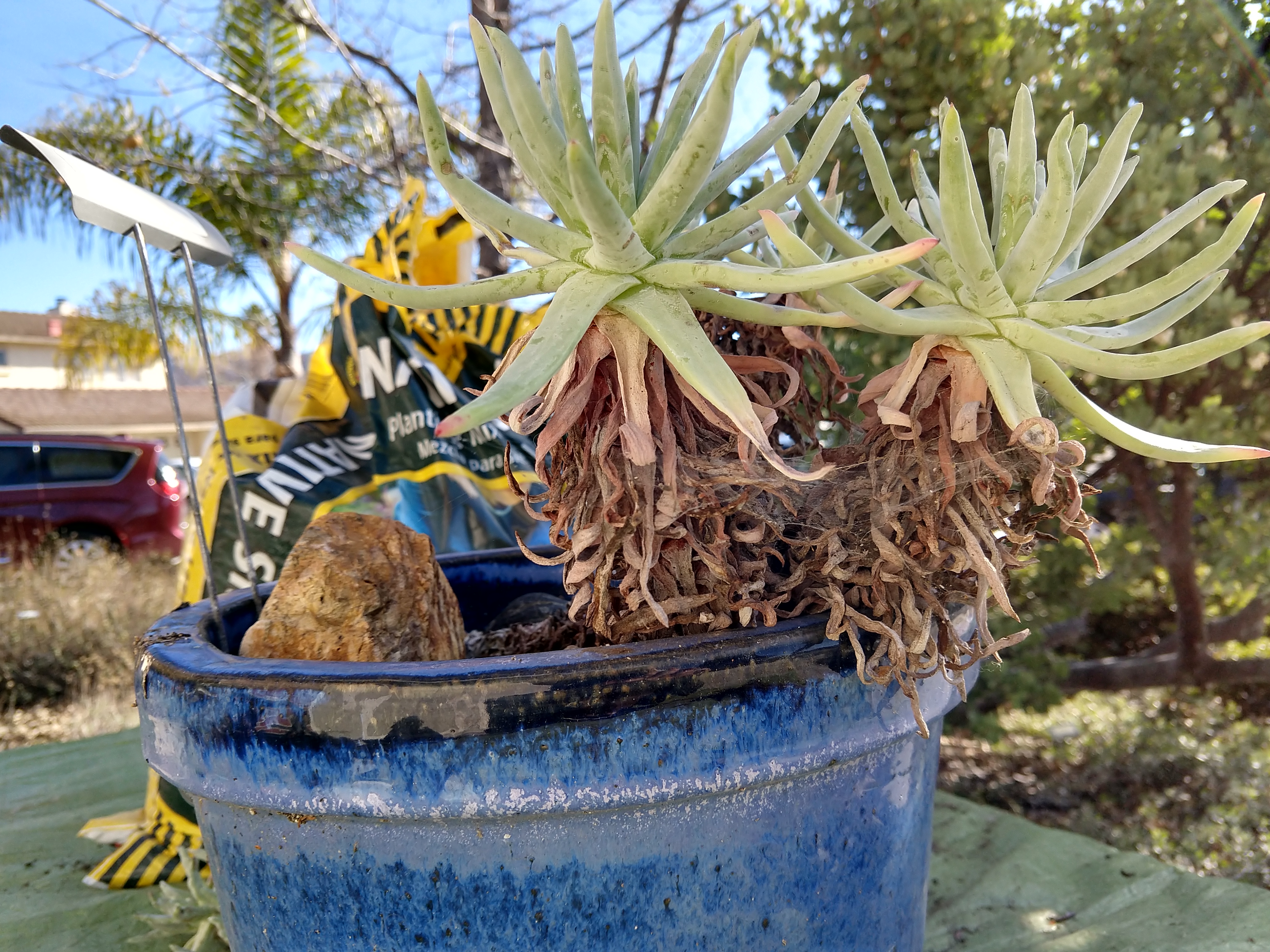 IMG_20190101_110527413_HDR