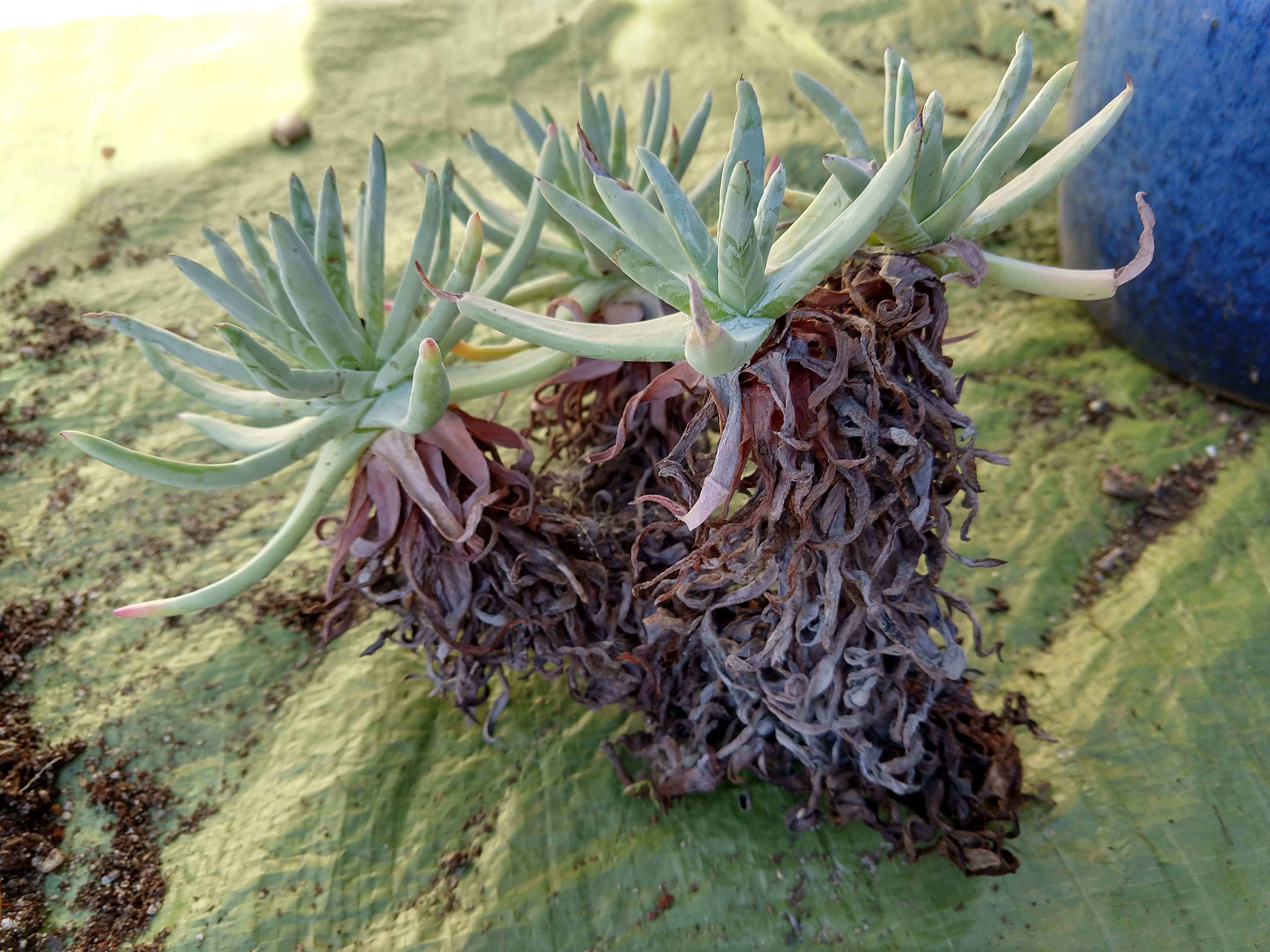 IMG_20190101_110759330_HDR