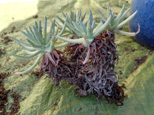 IMG_20190101_110759330_HDR