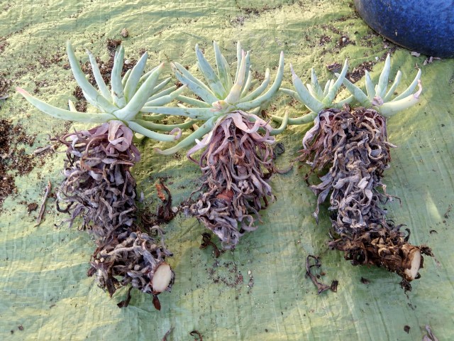 IMG_20190101_110921093_HDR