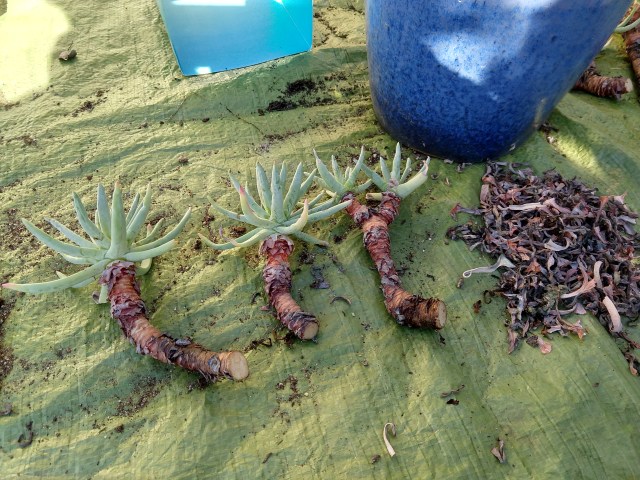 IMG_20190101_111618185_HDR