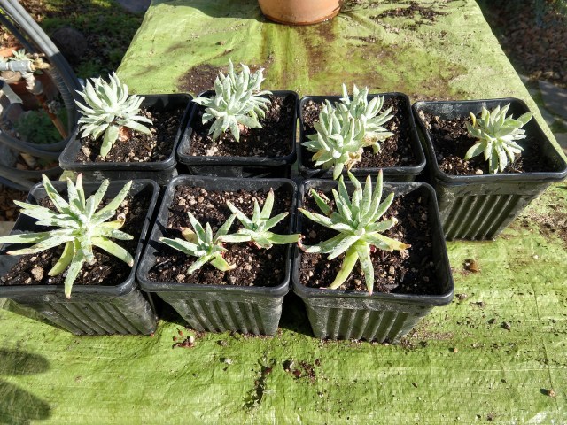 IMG_20190101_124018793_HDR